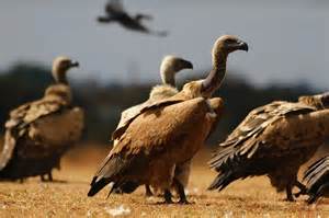 Vulture Conservation Project