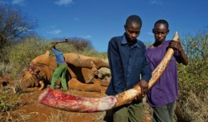  Uganda Poachers