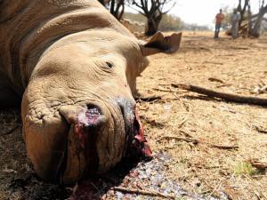 Hundeds of Rhinos have been butchered in South Africa to satisfy an insatiable Asian appetite for the animals' horns. They crush them then swallow the powder for various effects, including a cancer cure.