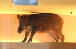 A wild boar is seen on top of a display rack at a children’s clothing store in a mall in Hong Kong. The Hong Kong shopping mall received an unusual visit over the weekend, after the wild boar wandered inside and got trapped inside a children’s clothing store. The boar was eventually tranquilized by a vet and taken to an animal rehab center.