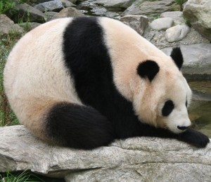  Panda Bears