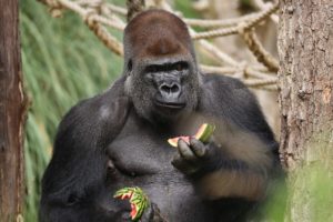 In this undated photo provided by ZSL on Friday, Oct. 14, 2016, Kumbuka eats watermelon in his enclosure at London Zoo, in London. Management of London Zoo said Friday that a silverback gorilla’s escape from its enclosure was a “minor incident” that posed no danger to the public. But a wildlife advocacy group said the incident, which ended without injuries to visitors or the animal, could have had a more tragic outcome, and is calling for an official investigation. 
