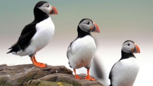 The Atlantic puffin population is still in the millions.
