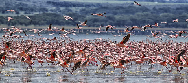 Why flamingo populations in Kenya are on the decline