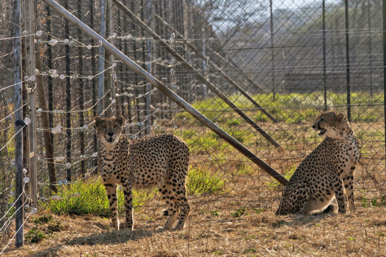 India Tried to Reintroduce Cheetahs. Here’s What happened