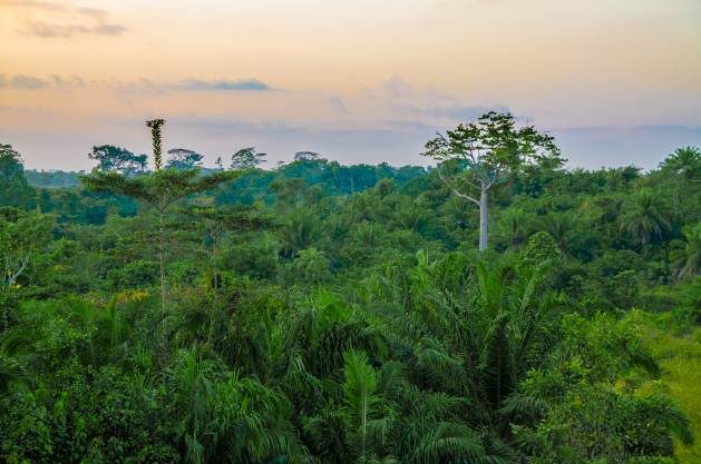 Carbon Colonialism Has No Place in Liberia’s Forests — Global Issues