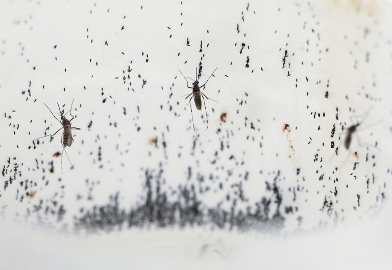 Dengue Fever Is Soaring Worldwide: What to Know and How to Protect Yourself