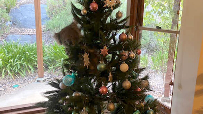 Only the most eagle eyed observers can spot the animals hiding in these Christmas trees – how many can you see?