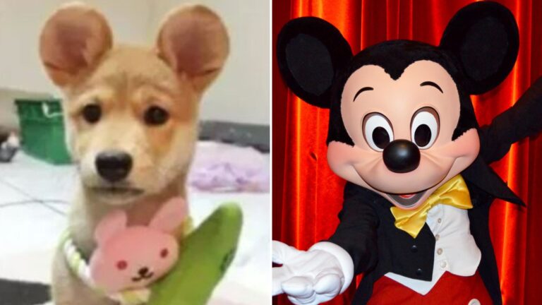 Cruel pet trend of ‘Mickey Mouse’ ears sweeps China as cats & dogs forced to have lobes chopped up in painful surgery