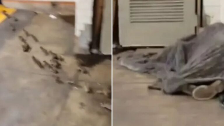 Sickening moment dozens of RATS scamper out from under homeless man’s blanket in grubby NYC subway