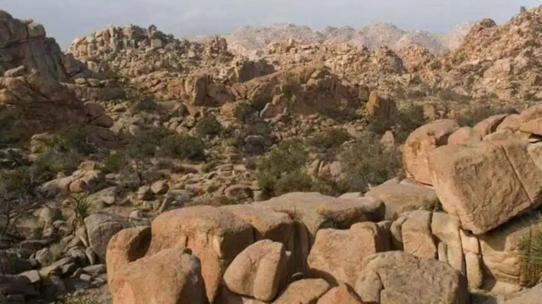 Everyone can see the shrubs among the rocks…but you need 20/20 vision to spot the goat in the scenery in under 9 seconds