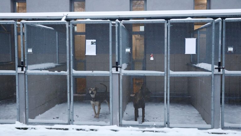 Dog shelter appeals for homes for pups during cold snap in Poland, finds warm welcome