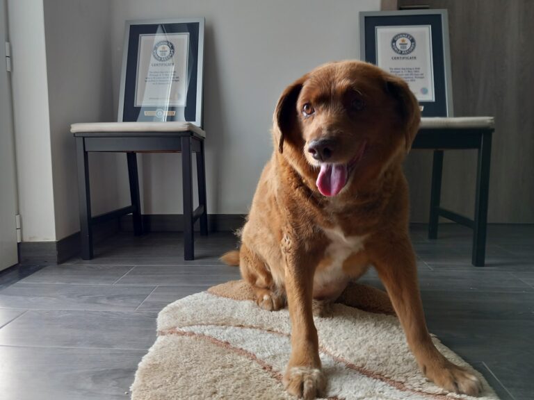 Guinness World Records strips Bobi of oldest dog honor