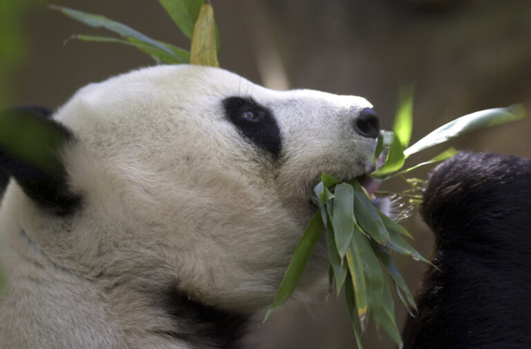 China Plans to Send San Diego Zoo More Pandas This Year
