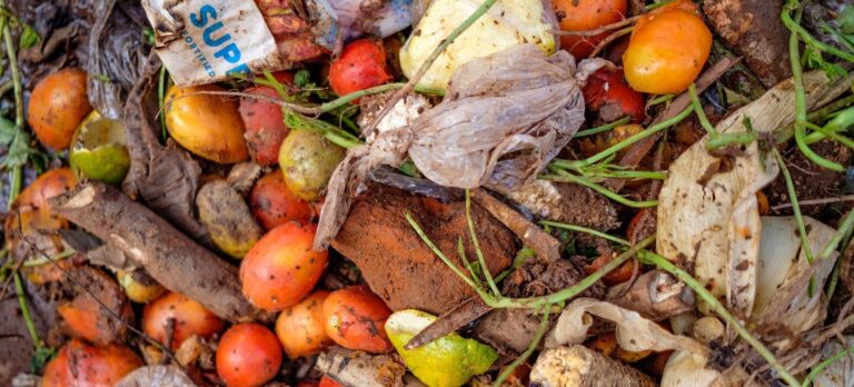 With 783 million people going hungry, a fifth of all food goes to waste — Global Issues