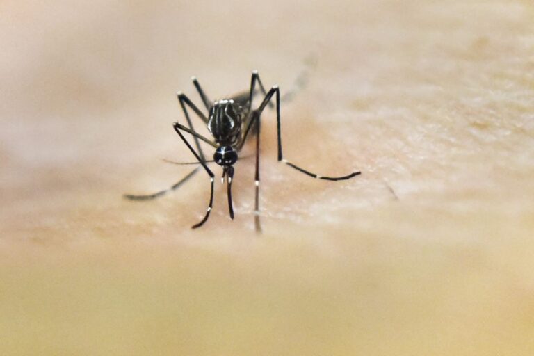 Puerto Rico Declares Public Health Emergency as Dengue Cases Rise