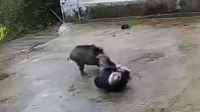 Watch horror moment wild boar viciously attacks OAP in his front garden goring him with tusks as he screams for help