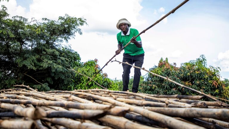 In Uganda, bamboo has government’s backing as a crop with real growth potential