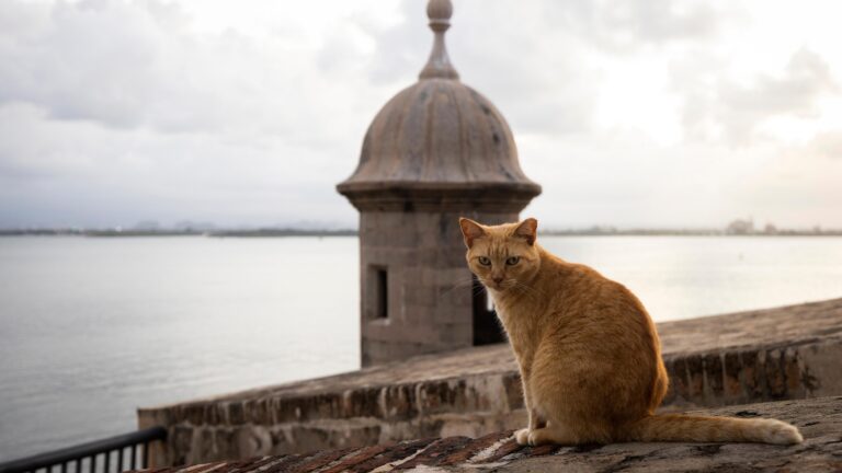 Activists sue US National Park Service over plan to remove Puerto Rico’s famous stray cats