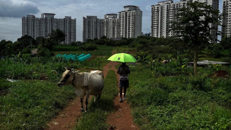 India has millions of dairy farmers. It’s creating a methane problem that’s tricky to solve