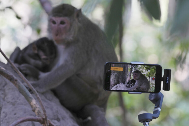 Cambodia Alleges YouTubers Monetize Abuse of Monkeys at World Heritage Site