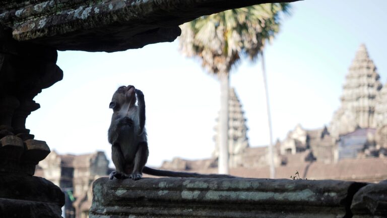 Cruelty for clicks: Cambodia is investigating YouTubers’ abuse of monkeys at the Angkor UNESCO site